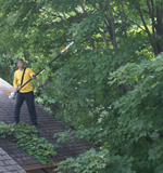 Person trimming a tree to get rid of squirrels